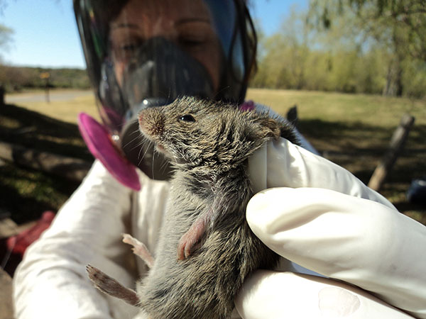 Murió un hombre por hantavirus en San Martín de los Andes