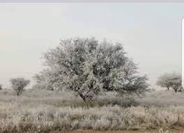 La masa de aire frío que avanza desde la Patagonia ingresará a La Pampa en las próximas horas.